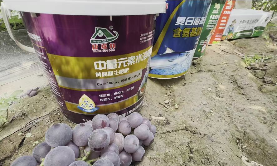 金乡县葡萄种植基地用肥效果
